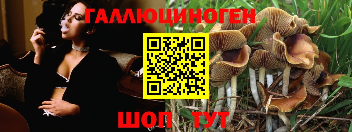 Волгодонск  Галлюциногенные грибы Cubensis  Вход с VPN 